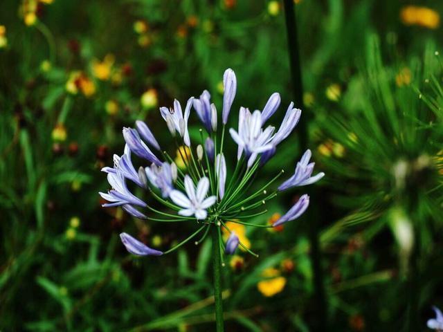 百子蓮的繁殖方式有哪些，百子蓮品種?