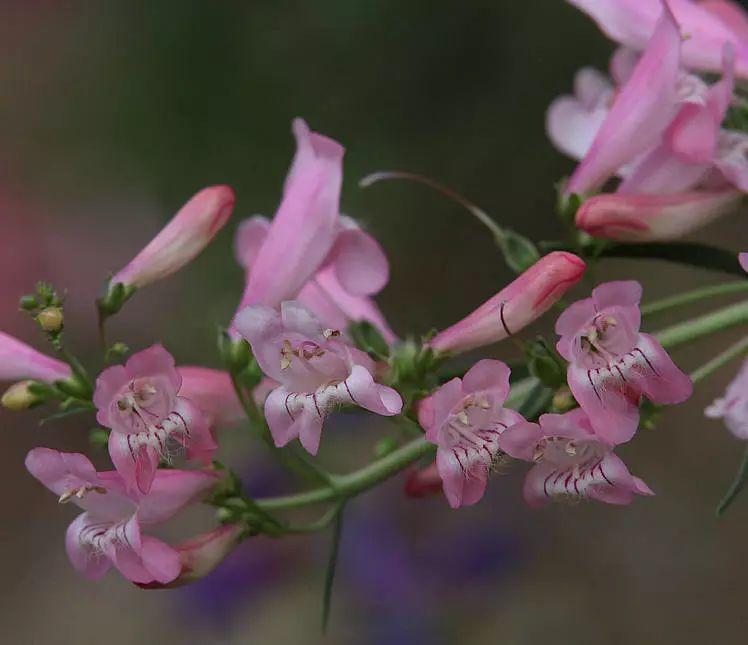 釣鐘柳的繁殖方法詳解，釣鐘柳圖片?