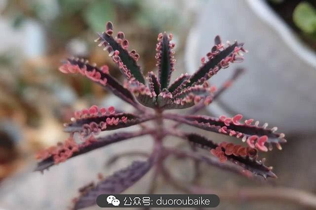 多肉白鳥(niǎo)怎么施肥，白鳥(niǎo)多肉爆盆?