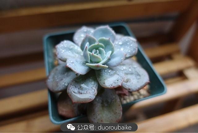 多肉白鳥(niǎo)怎么施肥，白鳥(niǎo)多肉爆盆?