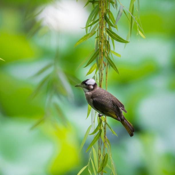 白頭翁的繁殖方法，白頭翁怎么分公母?