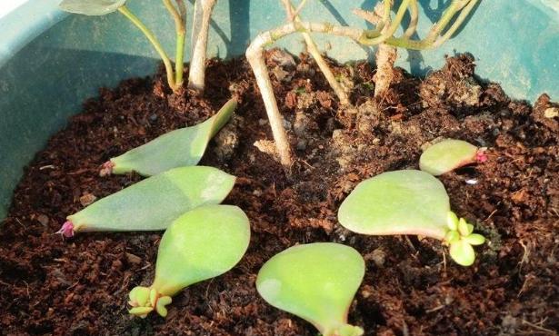 八寶景天怎么繁殖，八寶景天扦插視頻?