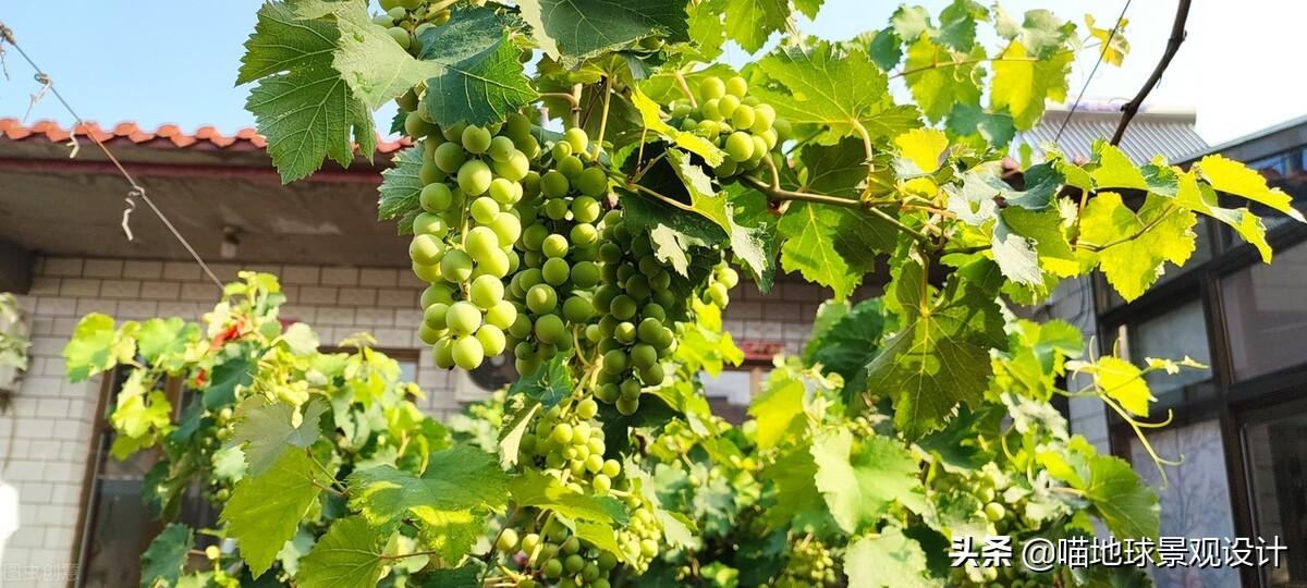 長(cháng)春蔓開(kāi)花嗎，長(cháng)春蔓和常春藤一樣嗎?