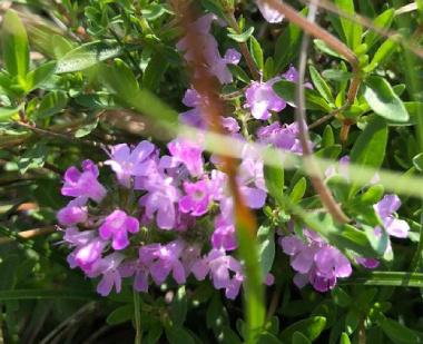 百里香的繁殖方法，百里香水培生根?