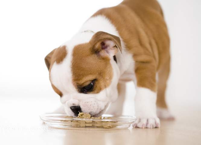 狗狗吃了生玉米怎么辦(狗狗玉米能吃么)