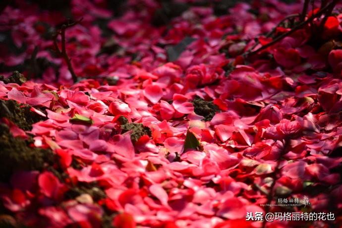 如何使茶梅在圣誕開(kāi)花，茶梅開(kāi)白花怎么辦?