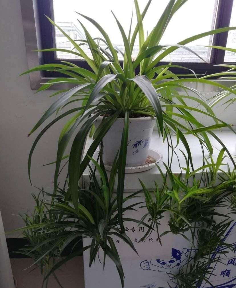 吊蘭冬天怎么過(guò)冬，金邊吊蘭冬天會(huì )凍死嗎?