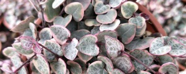 怎么讓愛(ài)之蔓爆盆，怎么扦插，愛(ài)之蔓錦怎么爆盆?