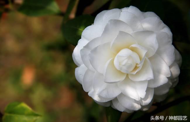 如何使茶梅在元旦開(kāi)花，茶梅開(kāi)白花怎么辦?