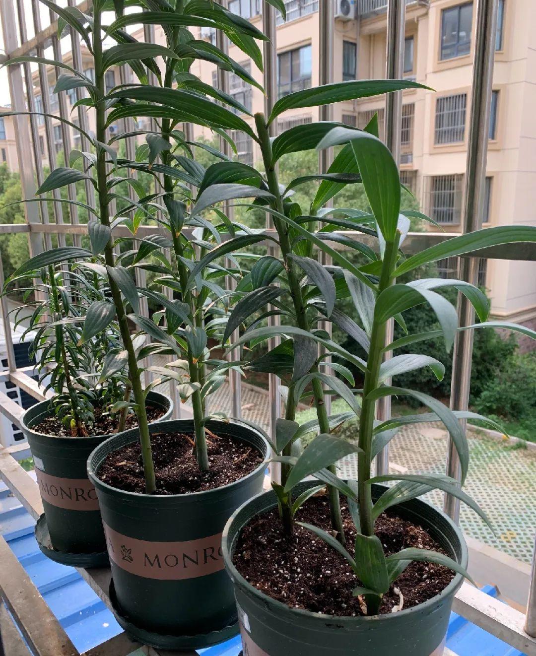 落地生根怎么澆水，落地生根盆栽怎么養?