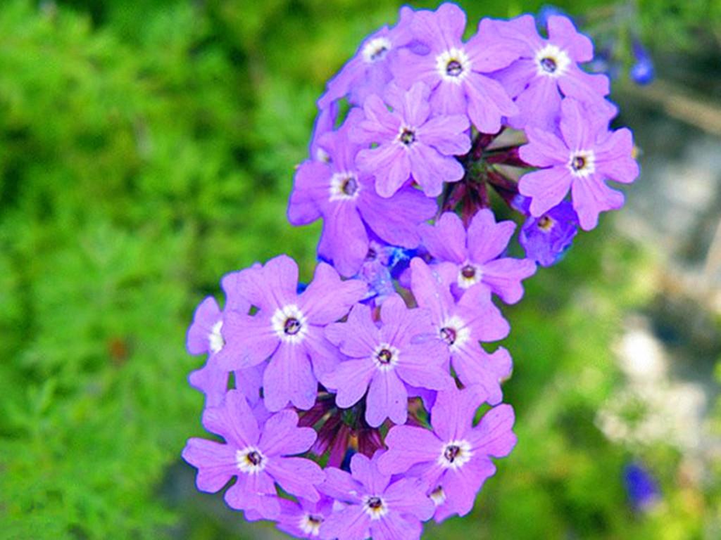 地膚開(kāi)花嗎，常年爆盆的花?