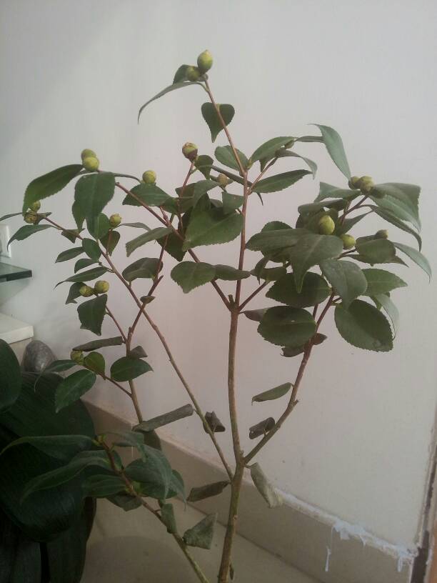 茶花換盆后掉葉怎么辦，茶花怎么服盆，茶花葉子掉光了能活嗎?