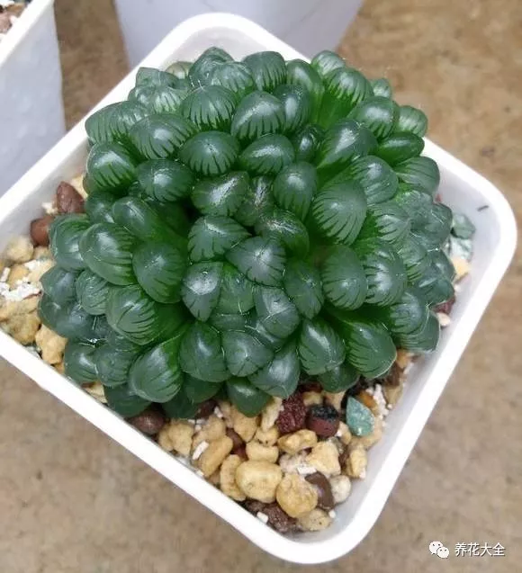 冰燈玉露怎么繁殖，冰燈玉露怎么爆盆?