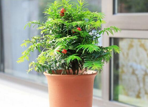 紅豆杉盆景修剪方法，紅豆杉怎么修剪樹(shù)形?