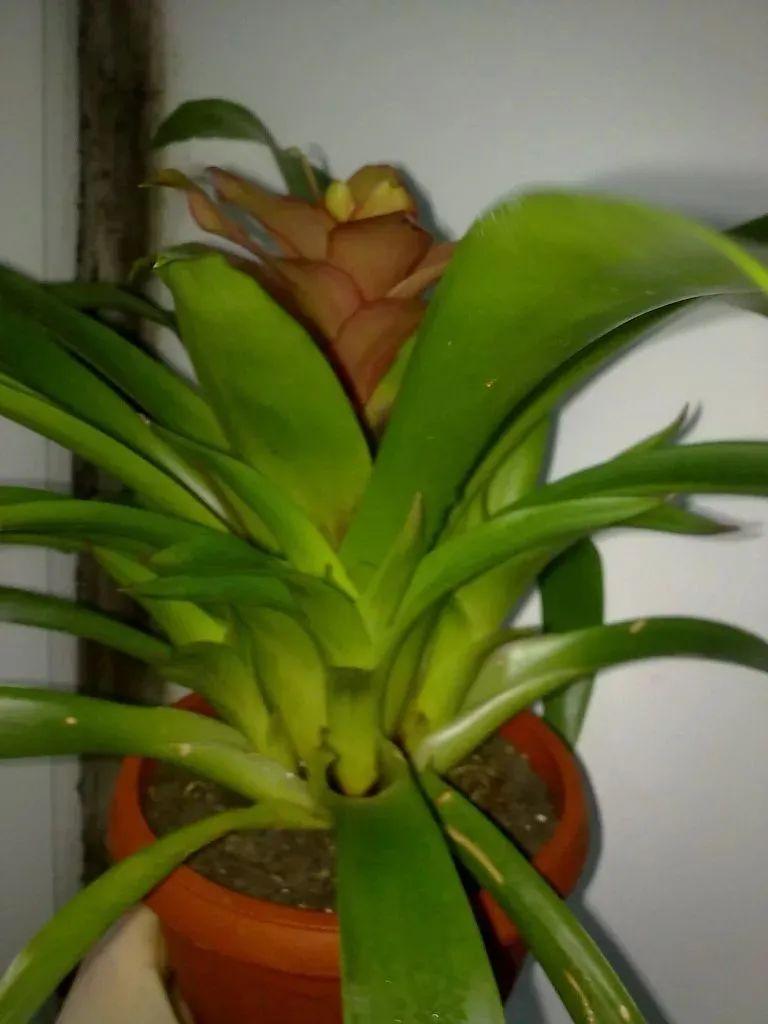 鴻運當頭怎么養長(cháng)得快，如何進(jìn)行繁殖，鴻運當頭花怎么養繁殖?