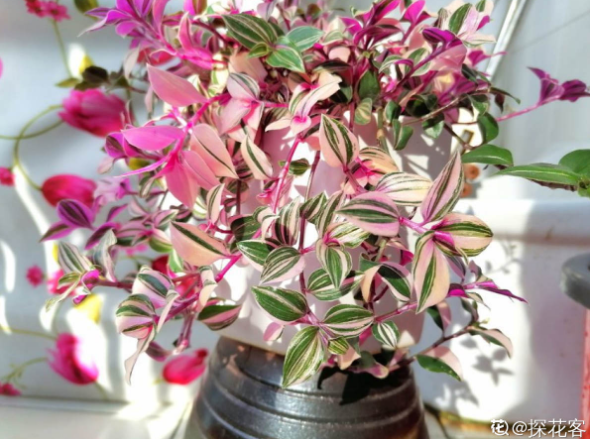 百萬(wàn)小鈴的繁殖方法，什么時(shí)候扦插，發(fā)財樹(shù)什么時(shí)候扦插好?