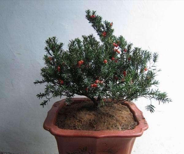 澳洲杉開(kāi)花嗎，澳洲杉如何打頂?