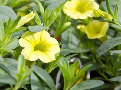 百萬(wàn)小鈴的摘心方法，百萬(wàn)小鈴摘心?