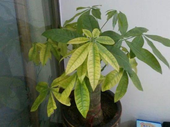 家養發(fā)財樹(shù)怎樣過(guò)冬，能用硫酸亞鐵水澆嗎，招財樹(shù)冬天怎么養?