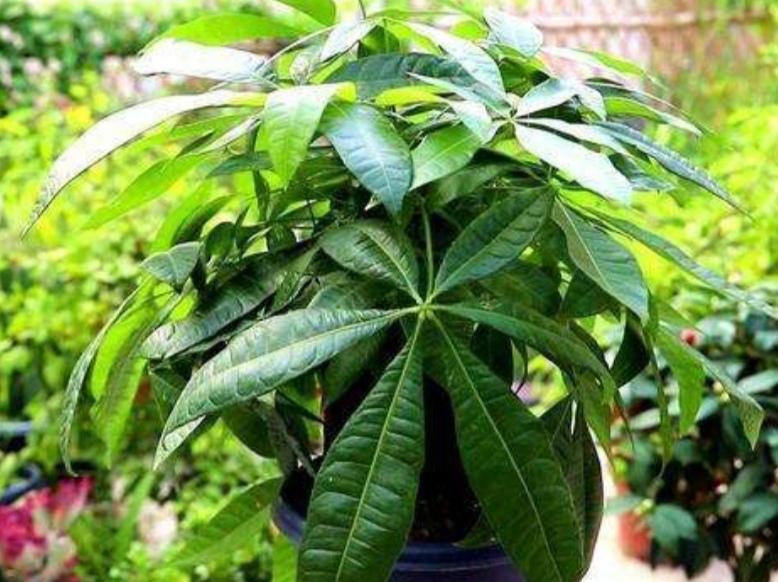 發(fā)財樹(shù)怎么過(guò)冬，葉子發(fā)黃是怎么回事，發(fā)財樹(shù)葉子發(fā)黃怎么救?