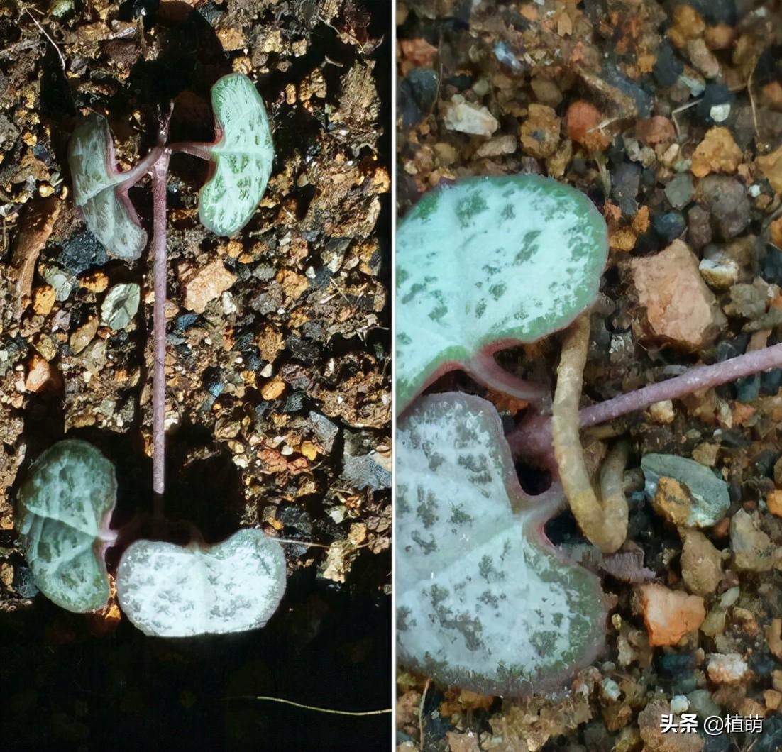 愛(ài)之蔓怎么繁殖，愛(ài)之蔓怎么爆盆?