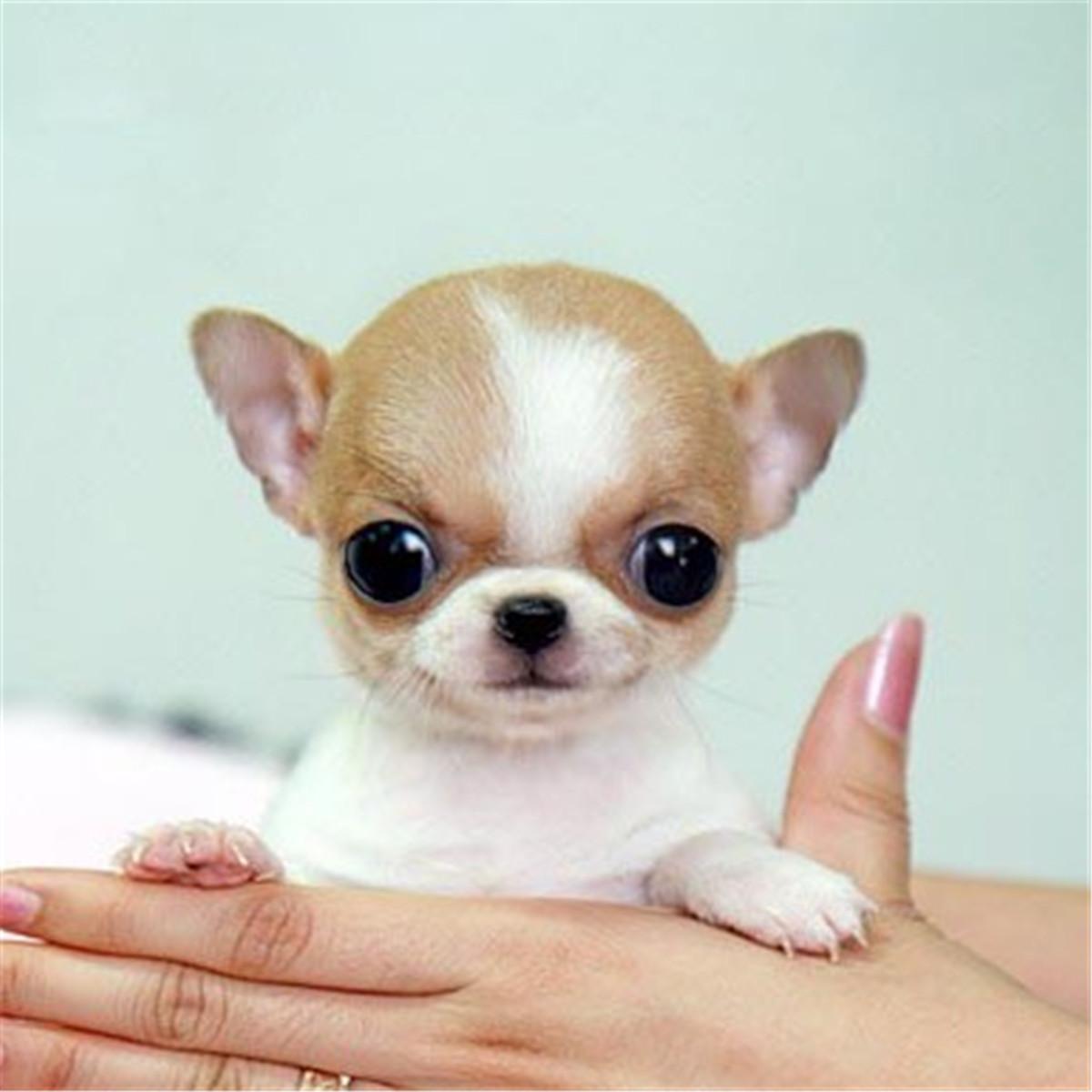 怎樣挑選吉娃娃幼犬(小型犬吉娃娃的品種及價(jià)格)