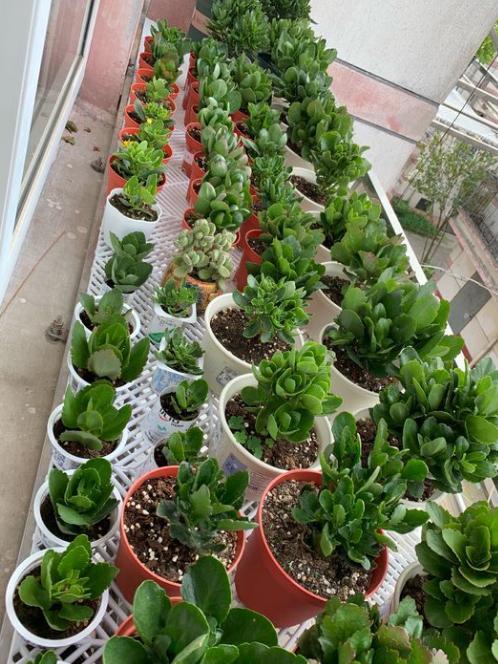 長(cháng)壽花的扦插方法，長(cháng)壽花最佳扦插時(shí)間?