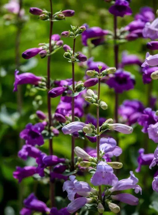 釣鐘柳的繁殖方法詳解，釣鐘柳圖片?