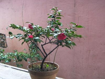 茶梅盆景的修剪方法，茶梅的修剪方法圖解?