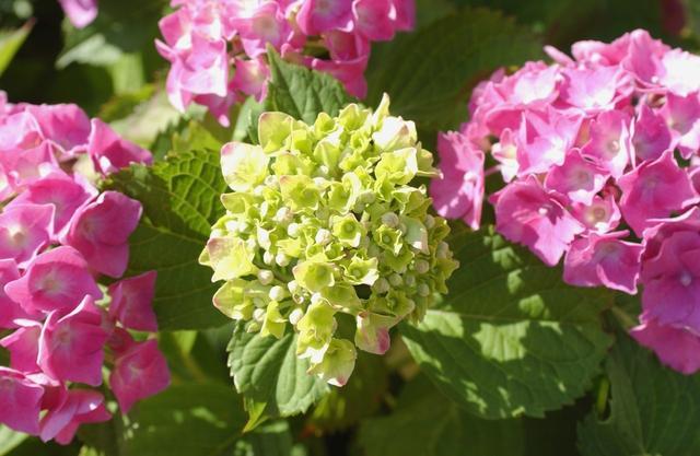 八仙花怎么繁殖，八仙花的養殖方法和注意事項?