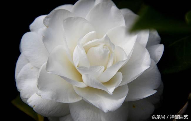 如何使茶梅在元旦開(kāi)花，茶梅開(kāi)白花怎么辦?