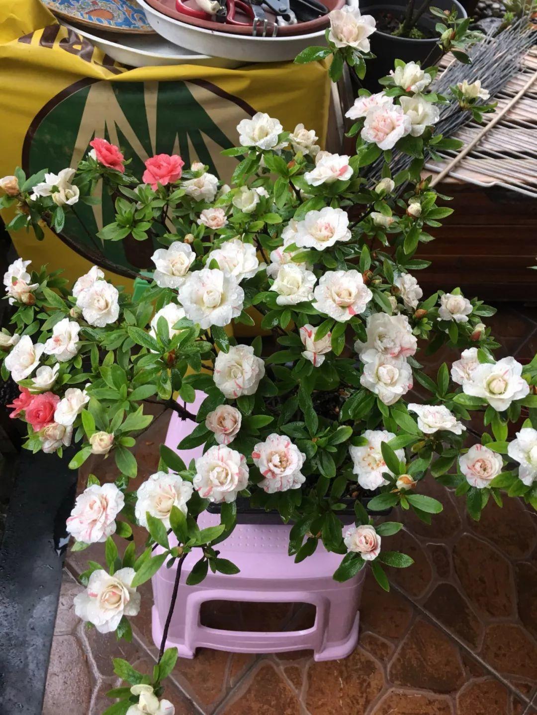 長(cháng)壽花花謝后如何修剪，怎么處理，杜鵑花花謝后怎樣修剪?