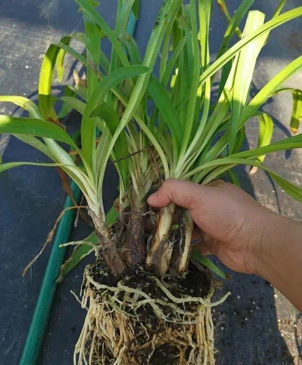 百子蓮怎么過(guò)冬，百子蓮冬天會(huì )凍死嗎?