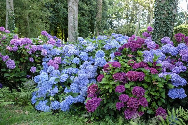 八仙花怎么繁殖，八仙花的養殖方法和注意事項?