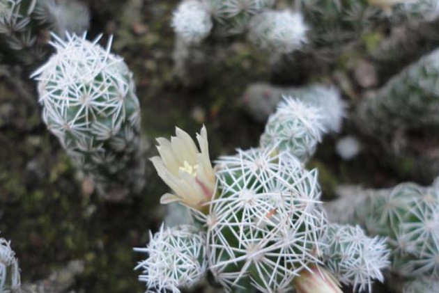 多肉白鳥(niǎo)怎么繁殖，白鳥(niǎo)多肉圖片?