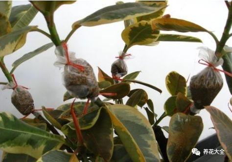 茶梅怎么扦插，茶梅扦插生根最快方法?