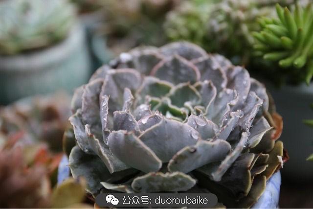 多肉白鳥(niǎo)怎么施肥，白鳥(niǎo)多肉爆盆?