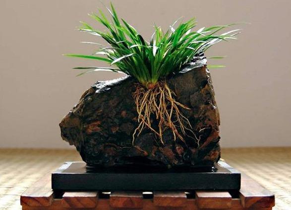 菖蒲怎么澆水，菖蒲葉尖干枯怎么辦?