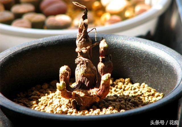 碧光環(huán)會(huì )開(kāi)花嗎，碧光環(huán)老樁?