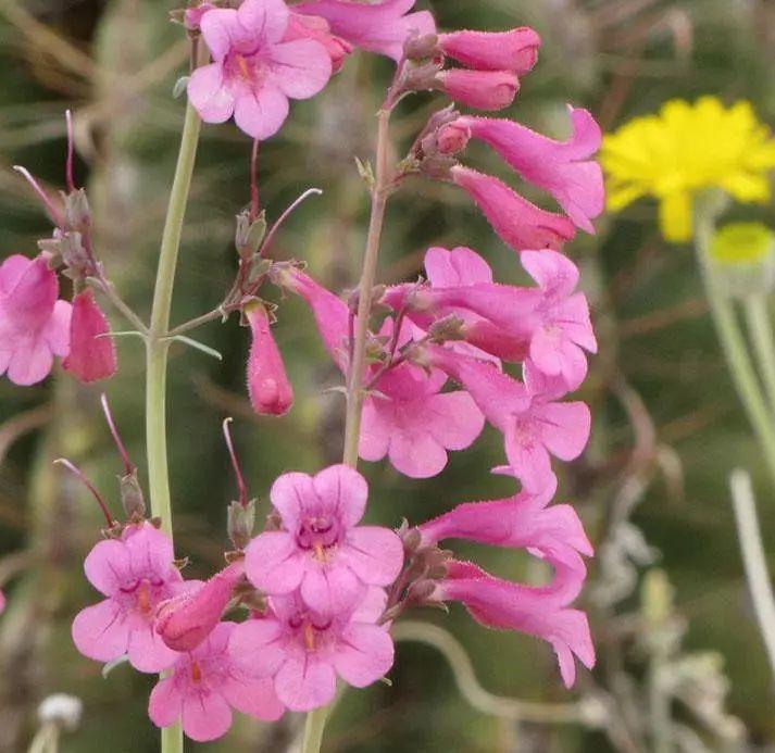 釣鐘柳的繁殖方法詳解，釣鐘柳圖片?