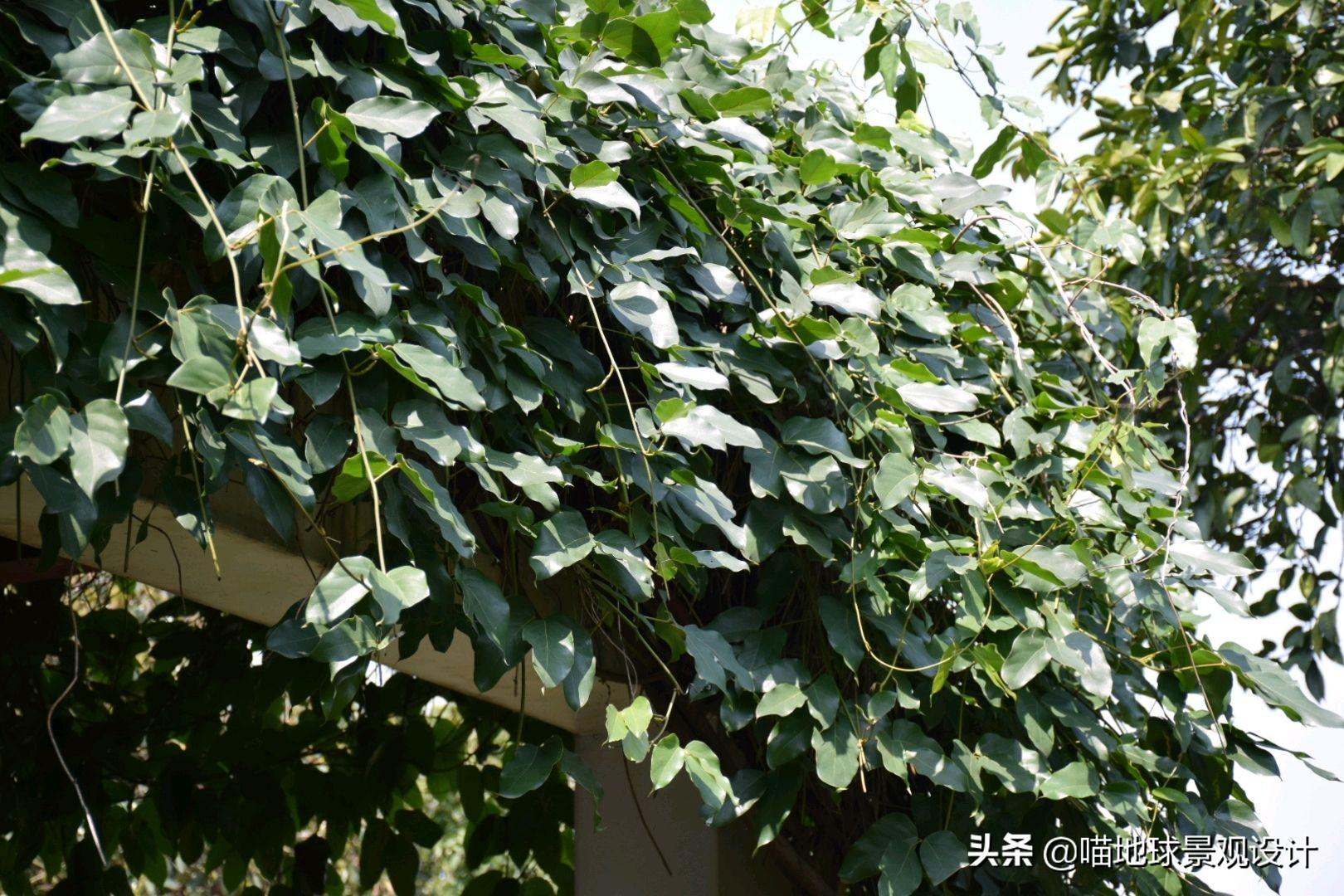 長(cháng)春蔓開(kāi)花嗎，長(cháng)春蔓和常春藤一樣嗎?