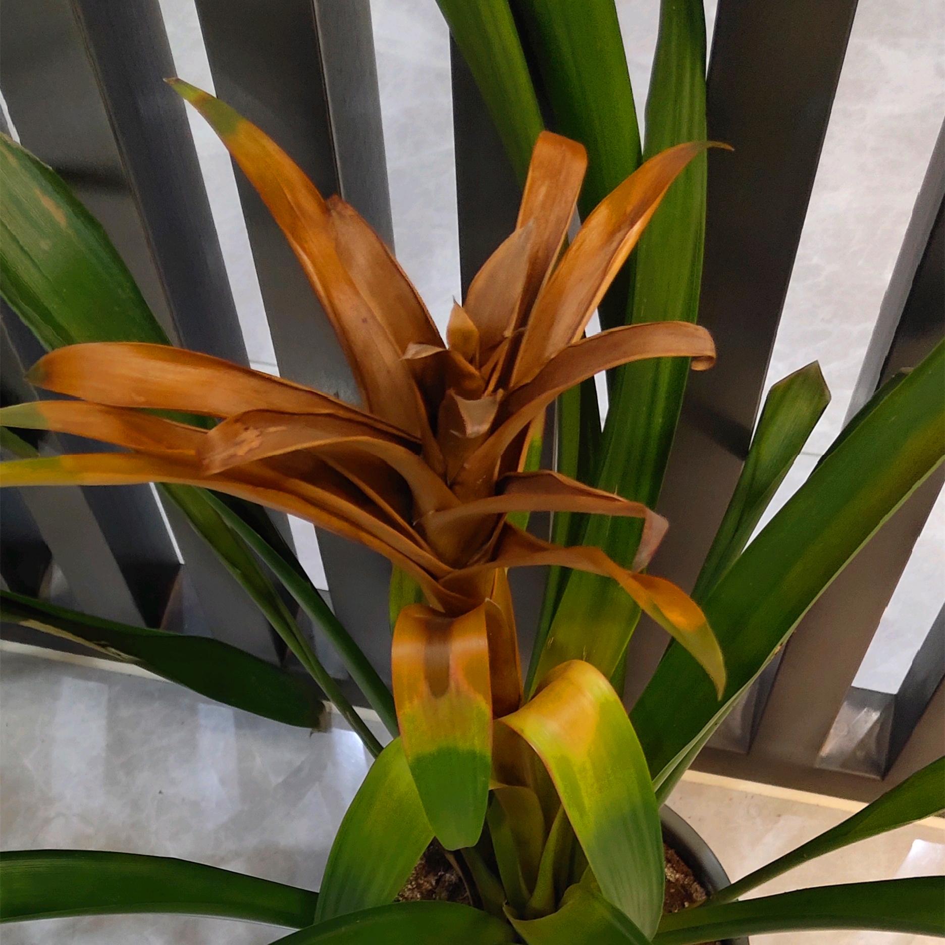 鴻運當頭怎么修剪，鴻運當頭用什么肥料最好?