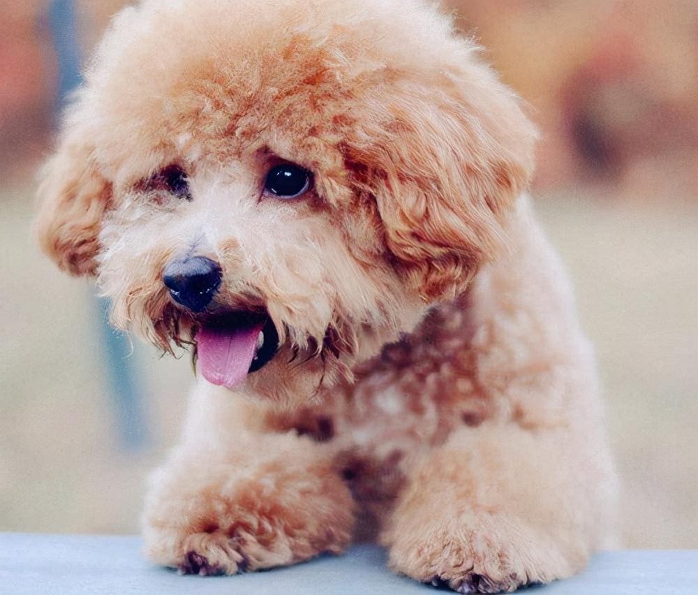 泰迪怕冷還是怕熱(泰迪夏天怎么過(guò))