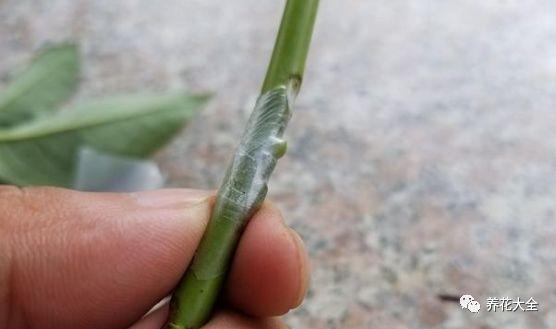 茶梅怎么扦插，茶梅扦插生根最快方法?