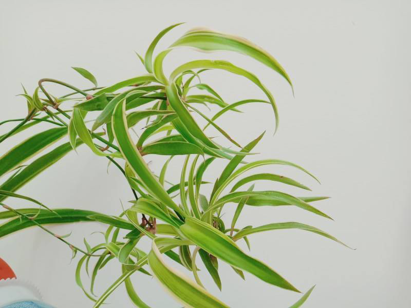 吊蘭冬天怎么過(guò)冬，冬天凍不死的吊蘭?