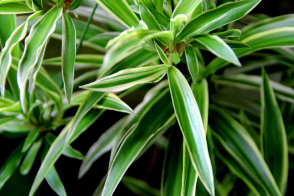 吊蘭換盆的注意事項，換盆最好用什么土，吊蘭換完土立即澆水嗎?