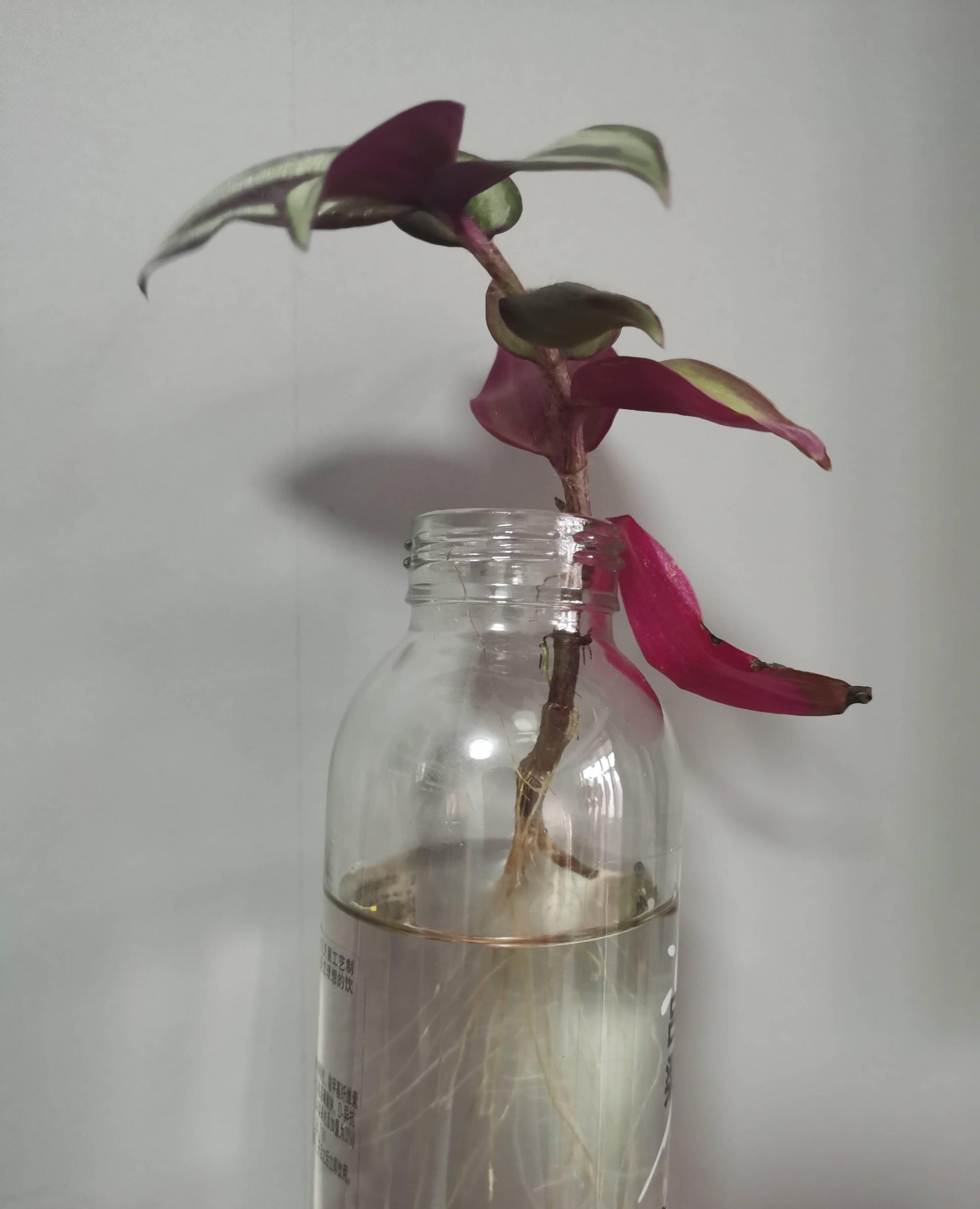 油畫(huà)吊蘭怎么養，怎么扦插，吊蘭扦插方法圖解?