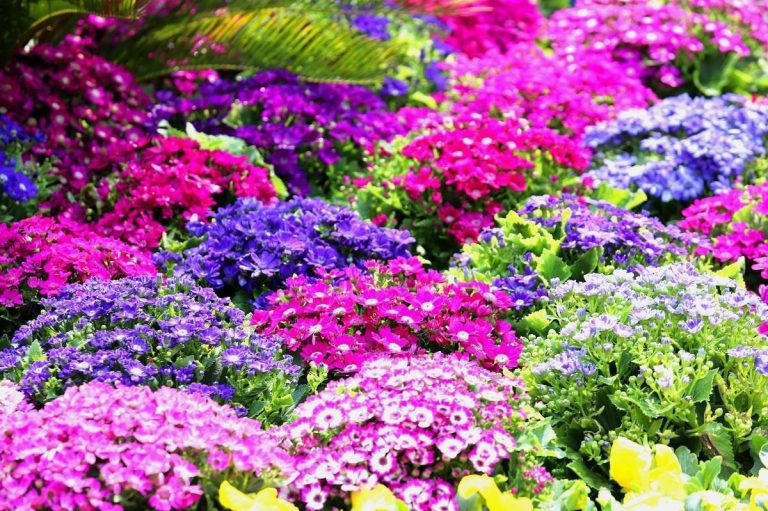 瓜葉菊怎么扦插，菊花扦插生根最快方法?