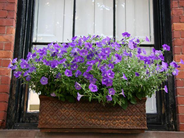 矮牽牛怎么打頂，矮牽牛能活幾年?