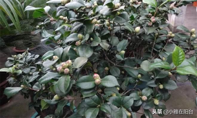 茶花澆水的正確方法，茶花澆水多了怎么補救，茶花的澆水技巧?